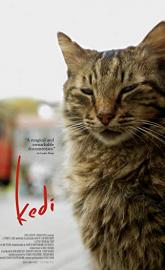 Kedi poster