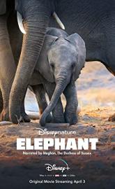 Elephant poster