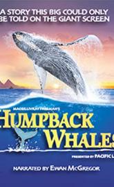 Humpback Whales poster