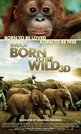 Born to Be Wild poster