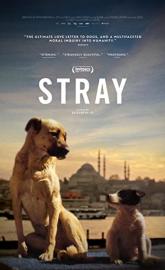 Stray poster