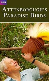 Attenborough's Paradise Birds poster