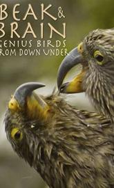 Beak & Brain - Genius Birds from Down Under poster
