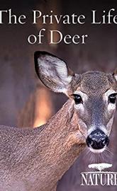 The Private Life of Deer poster