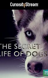 Secret Life of Dogs poster