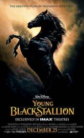 The Young Black Stallion poster
