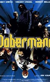 Dobermann poster