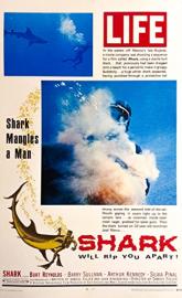 Shark poster