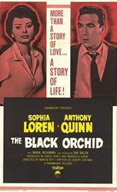 The Black Orchid poster