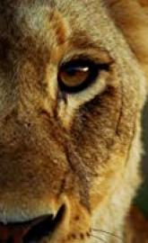 Malika the Lion Queen poster