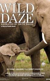 Wild Daze poster