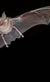 Bat Superpowers poster