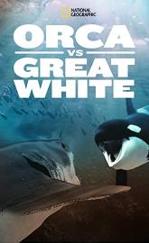 Orca vs. Great White poster