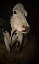 Cow poster